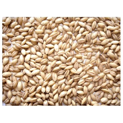 Johnston & Jeff Whole Barley - 20KG